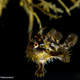 The sargassum frog fish.